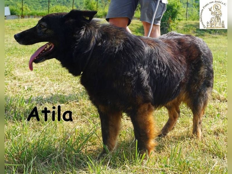 Atila – Eine entspannte und rüstige Rentnerin!