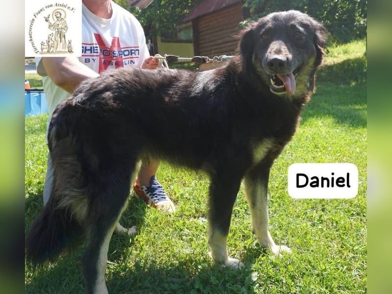 Daniel – Elegant, charmant und tierisch motiviert!