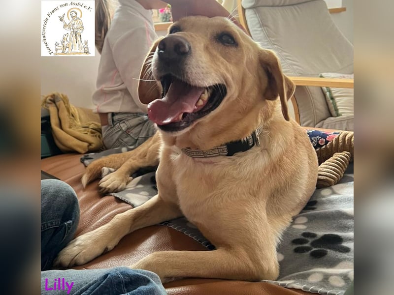 Lilly – eine Seele von Hund