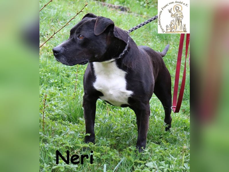 Neri – Imposanter Rüde sucht verantwortungsvolles Zuhause!