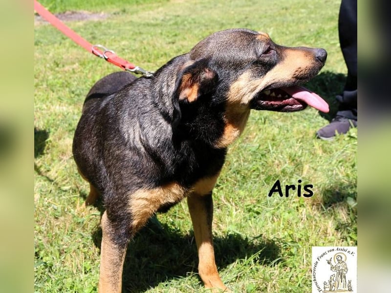 Aris – noch nie ein Zuhause – aber ganz viel Liebe im Gepäck!