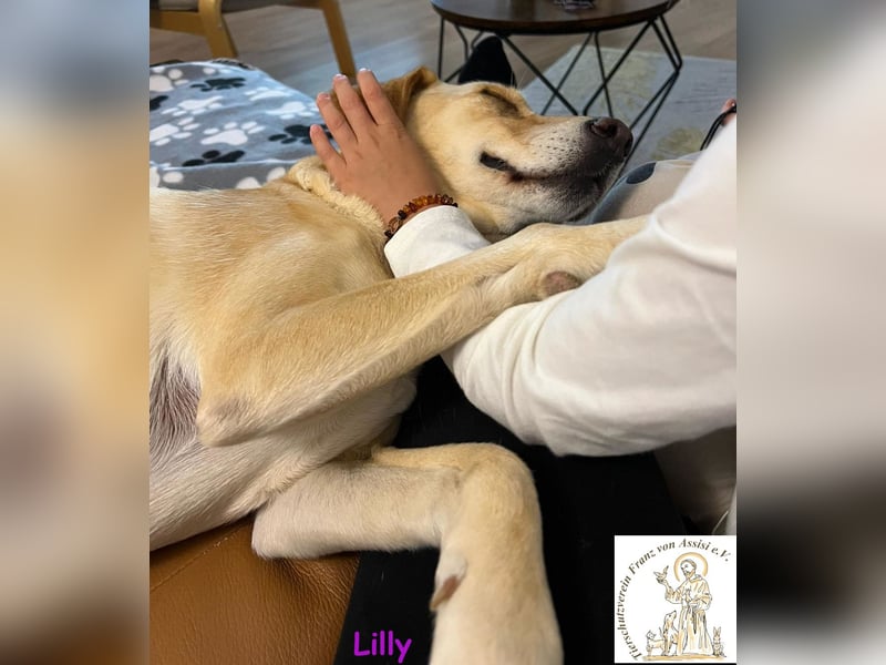 Lilly – eine Seele von Hund