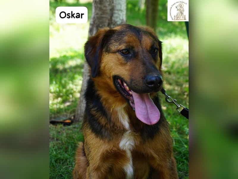 Oskar – Für besondere Menschen, die besondere Hunde verstehen!