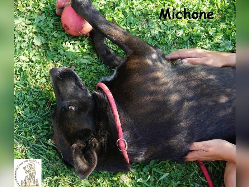 Michone – Die Hündin, die dein Leben bunter macht und jeden Tag zum Funkeln bringt!