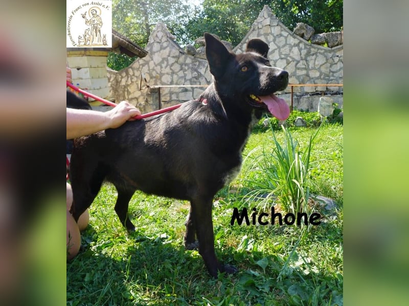 Michone – Die Hündin, die dein Leben bunter macht und jeden Tag zum Funkeln bringt!