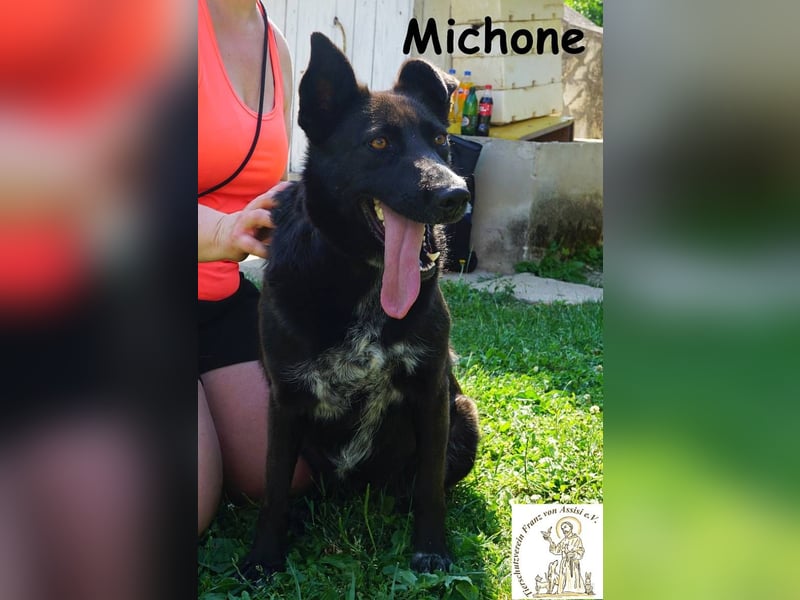 Michone – Die Hündin, die dein Leben bunter macht und jeden Tag zum Funkeln bringt!