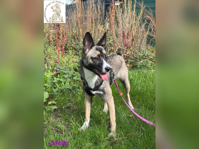 Stella –  bildschöne Junghündin 