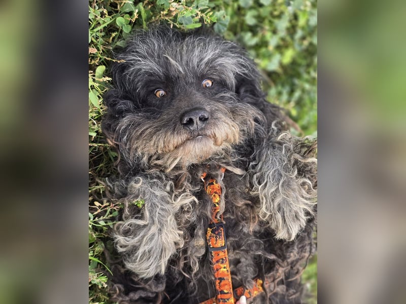 Garo ❤️kleiner Zottel sucht sein Zuhause