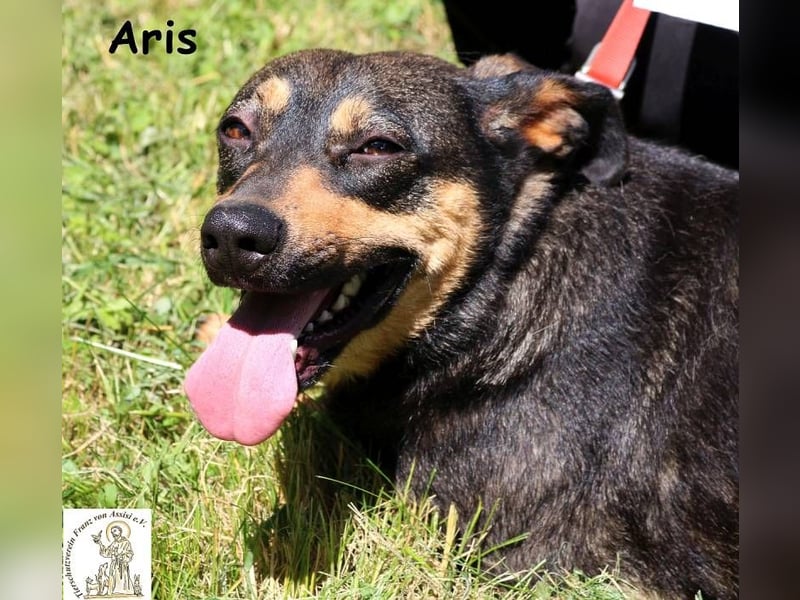 Aris – noch nie ein Zuhause – aber ganz viel Liebe im Gepäck!
