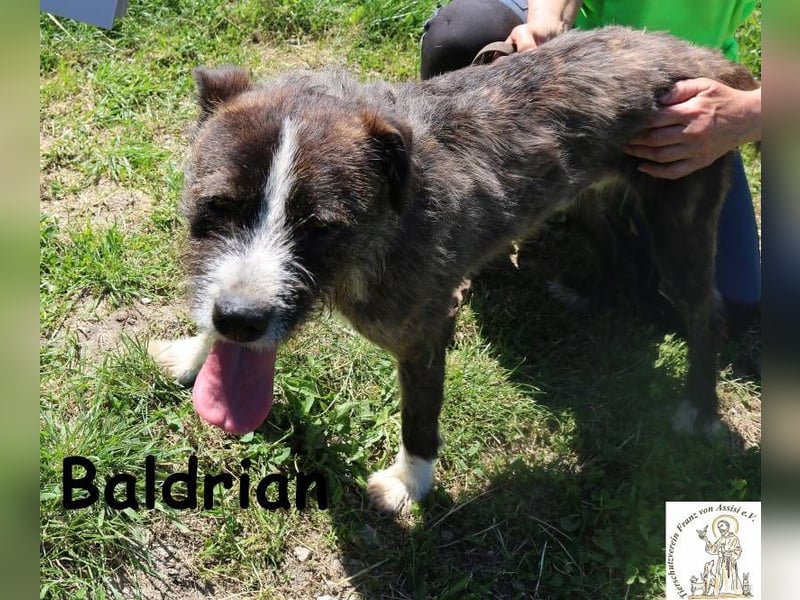 Baldrian – Der coolste Bartträger der Pension Baldrian – Der coolste Bartträger der Pension