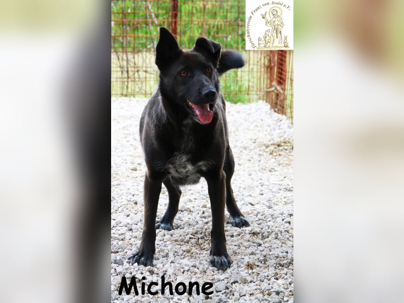 Michone – Die Hündin, die dein Leben bunter macht und jeden Tag zum Funkeln bringt!