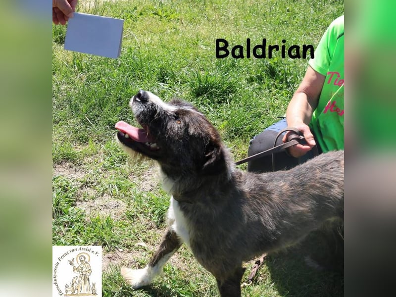 Baldrian – Der coolste Bartträger der Pension Baldrian – Der coolste Bartträger der Pension