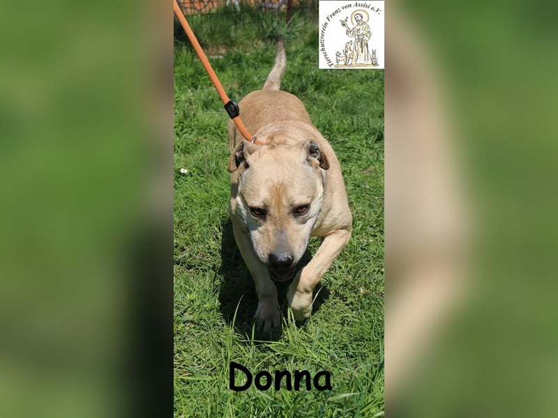 Donna - sanftes Wesen auf vier Beinen