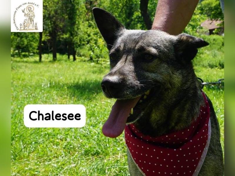 Chalesee – willensstark & wundervoll – und heimlich Prinzessin!