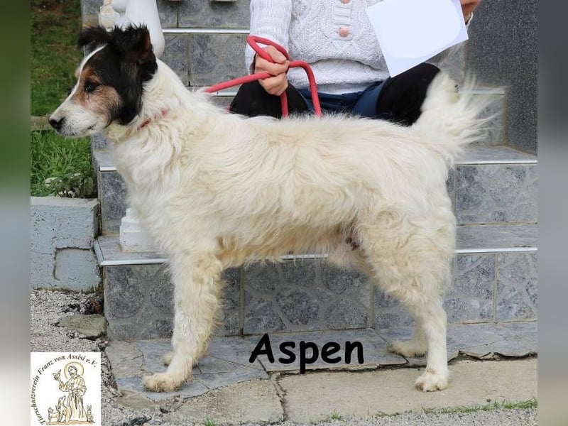 Aspen – Mehr Abenteuer passt in kein Fell!