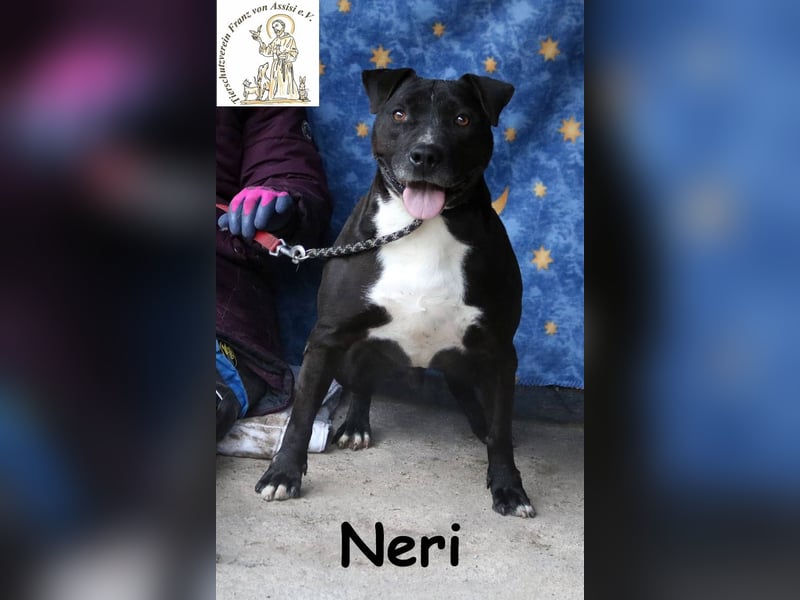 Neri – Imposanter Rüde sucht verantwortungsvolles Zuhause!