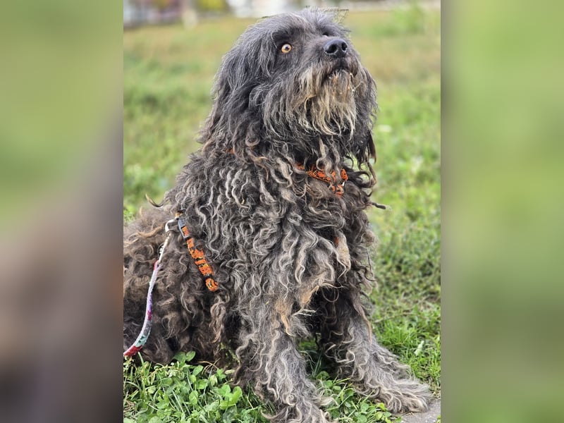 Garo ❤️kleiner Zottel sucht sein Zuhause