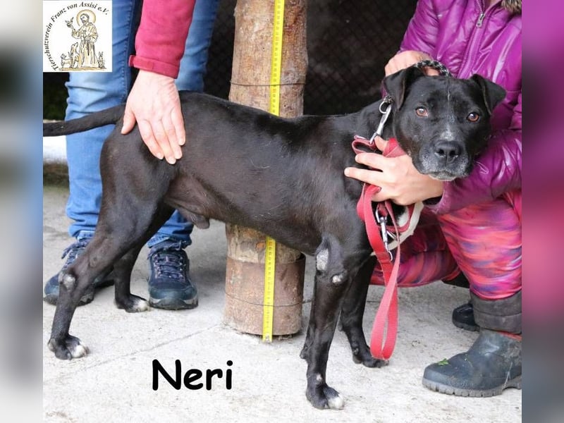 Neri – Imposanter Rüde sucht verantwortungsvolles Zuhause!