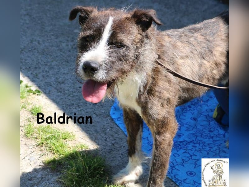 Baldrian – Der coolste Bartträger der Pension Baldrian – Der coolste Bartträger der Pension