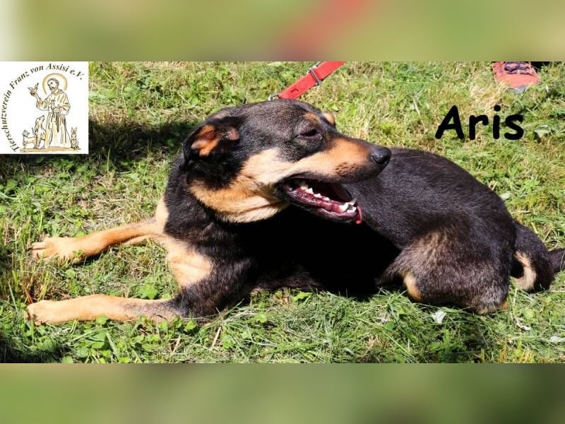 Aris – noch nie ein Zuhause – aber ganz viel Liebe im Gepäck!