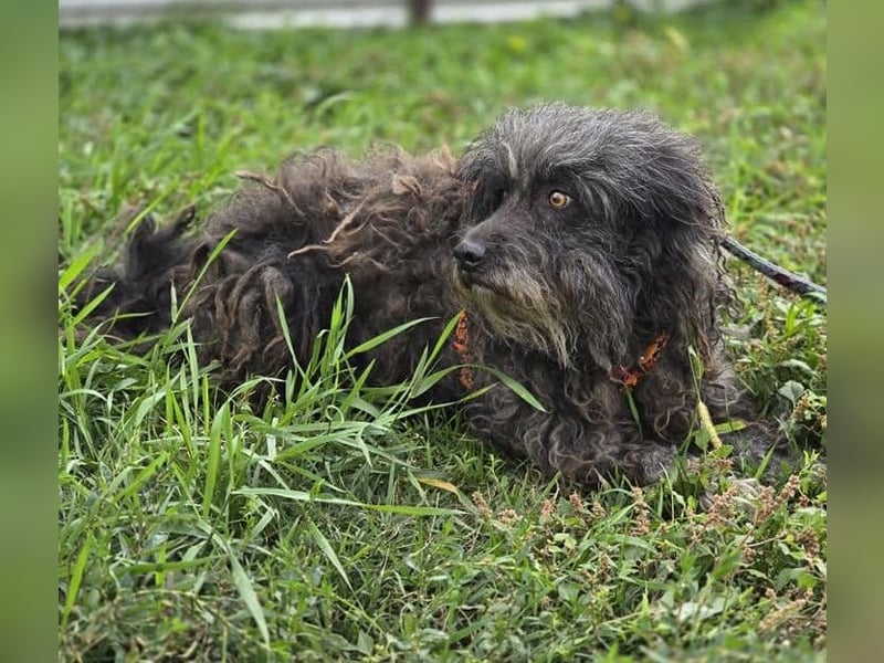 Garo ❤️kleiner Zottel sucht sein Zuhause