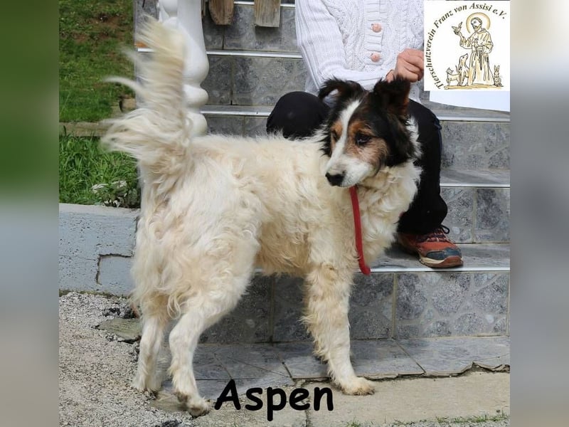 Aspen – Mehr Abenteuer passt in kein Fell!