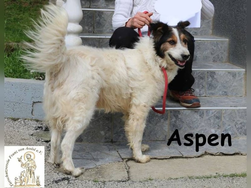 Aspen – Mehr Abenteuer passt in kein Fell!
