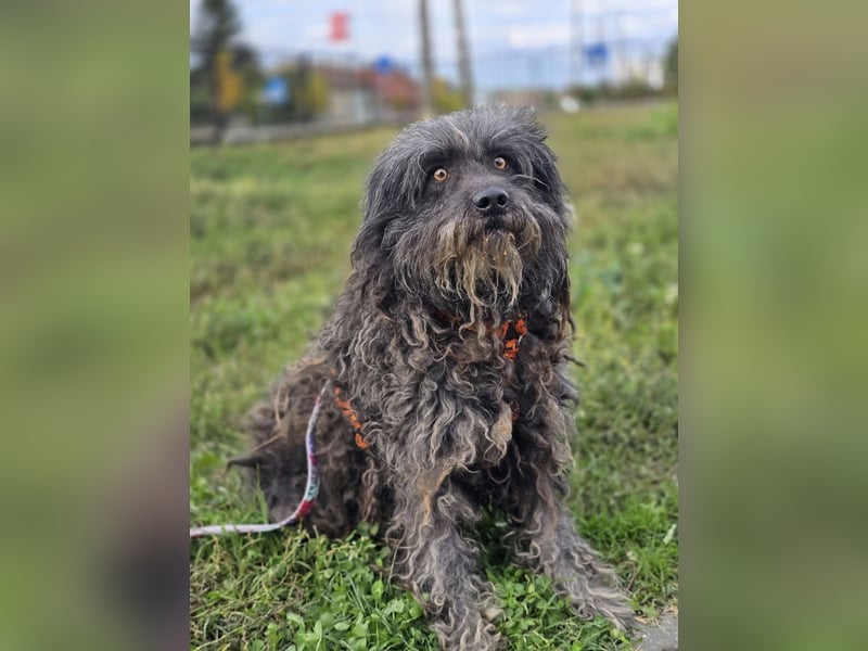 Garo ❤️kleiner Zottel sucht sein Zuhause
