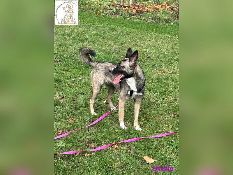 Stella –  bildschöne Junghündin 