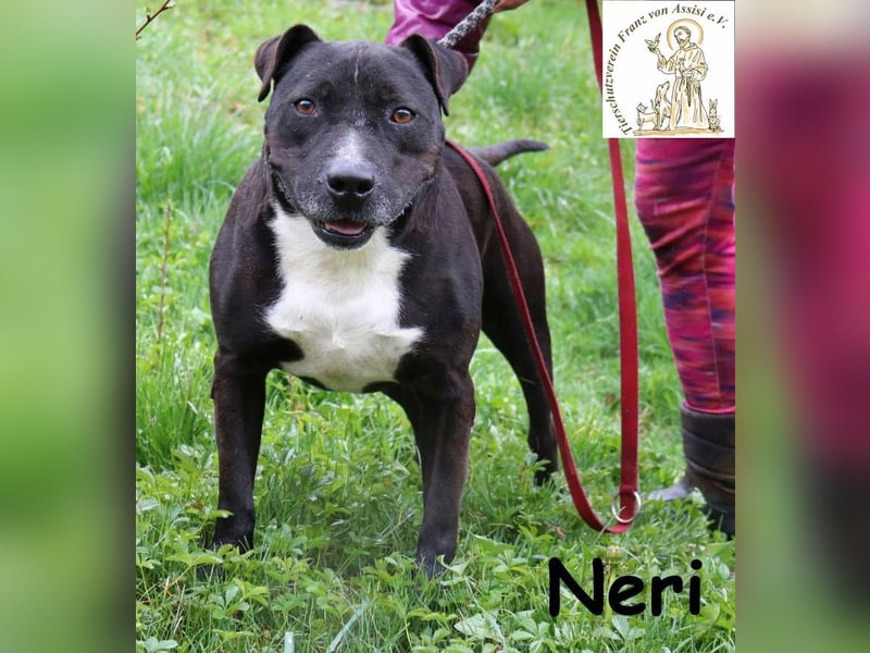 Neri – Imposanter Rüde sucht verantwortungsvolles Zuhause!