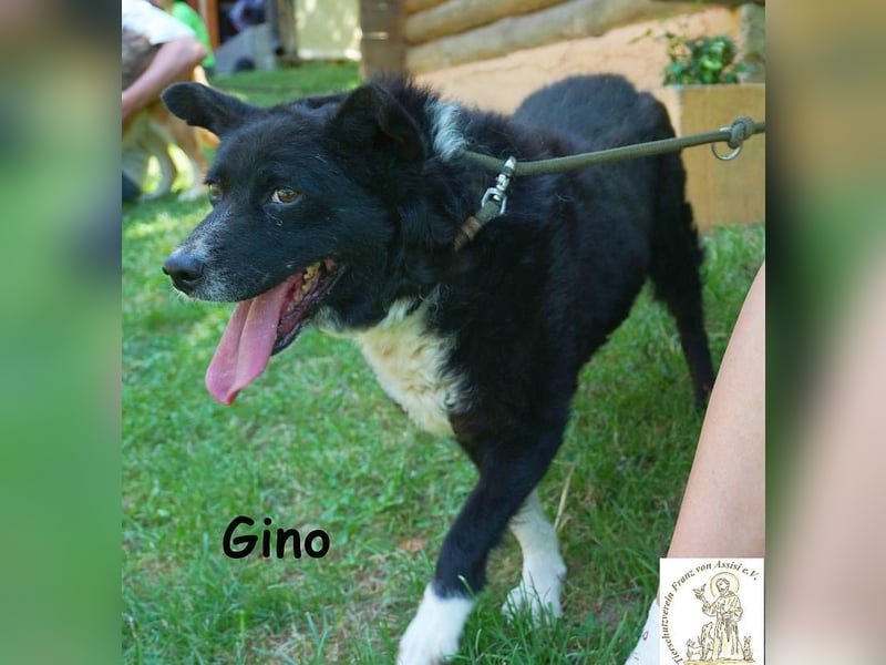 Gino – kleiner Hund, der zeigt, dass Liebe stärker ist als jede Narbe!
