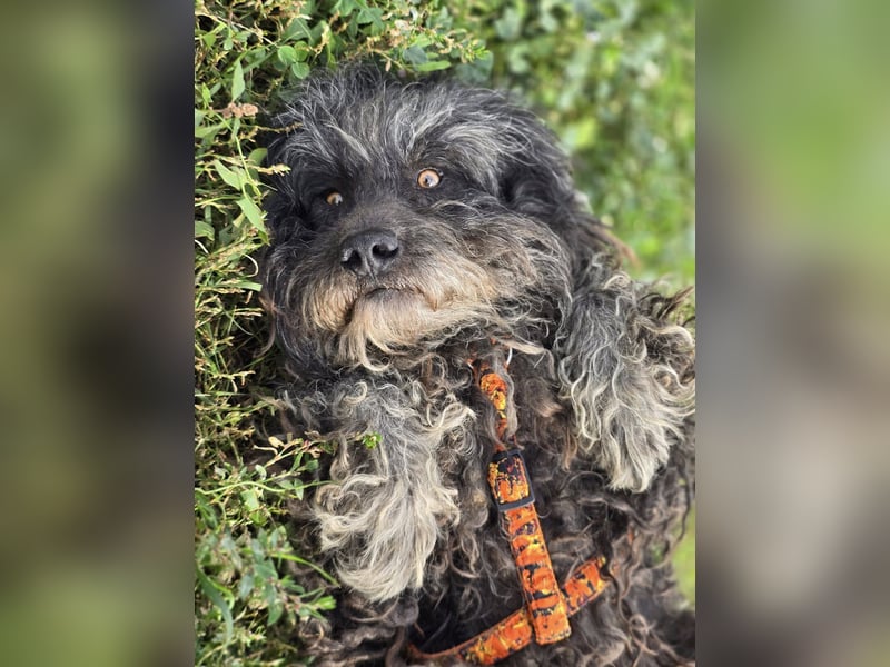 Garo ❤️kleiner Zottel sucht sein Zuhause