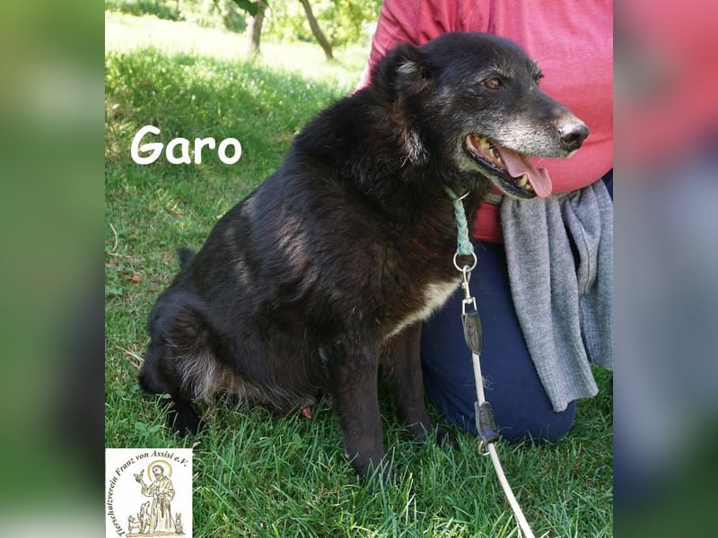 Garo – Manche Hunde begleiten dich durchs Leben. Garo verändert es!