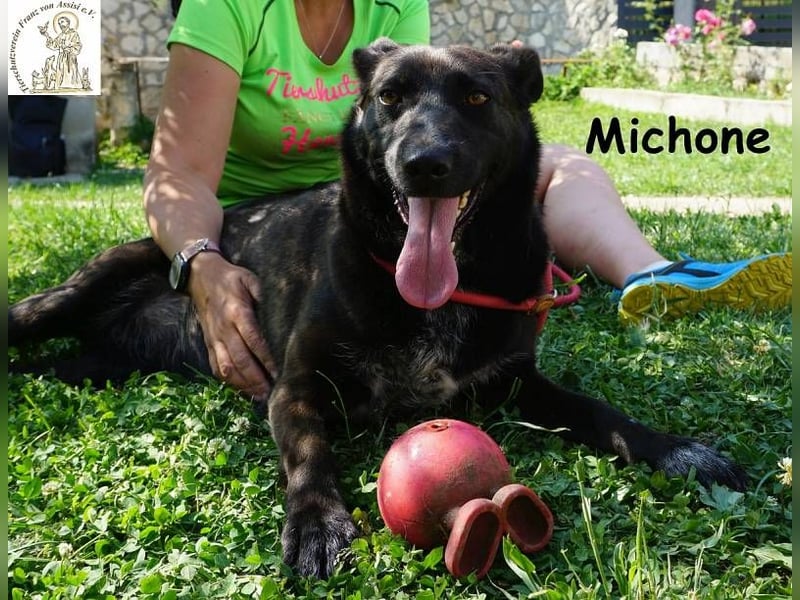 Michone – Die Hündin, die dein Leben bunter macht und jeden Tag zum Funkeln bringt!