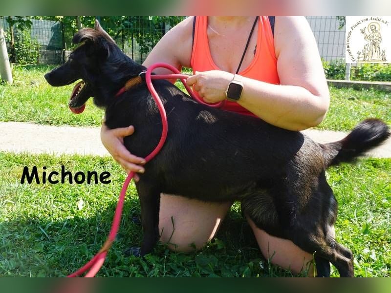 Michone – Die Hündin, die dein Leben bunter macht und jeden Tag zum Funkeln bringt!