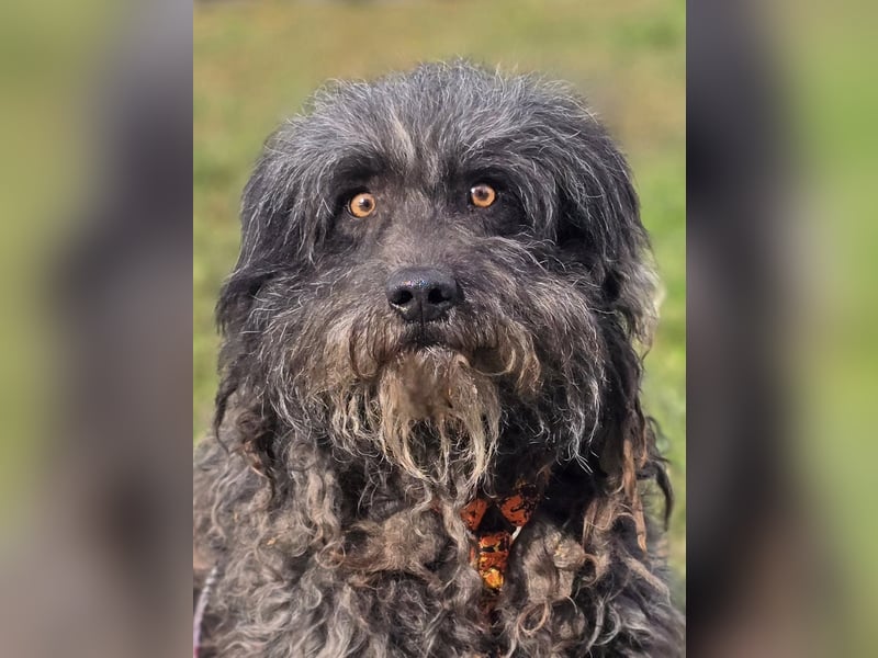 Garo ❤️kleiner Zottel sucht sein Zuhause