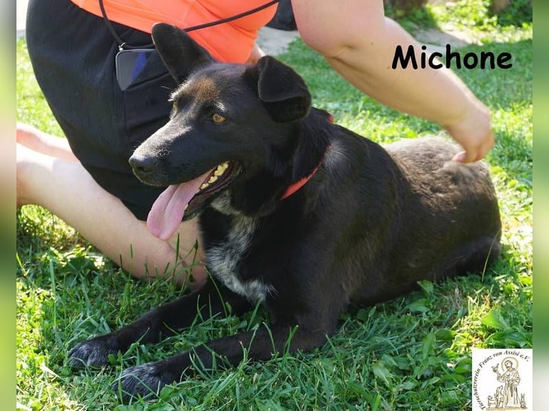 Michone – Die Hündin, die dein Leben bunter macht und jeden Tag zum Funkeln bringt!