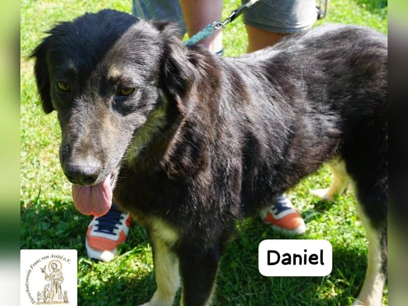 Daniel – Elegant, charmant und tierisch motiviert!