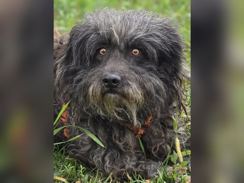Garo ❤️kleiner Zottel sucht sein Zuhause