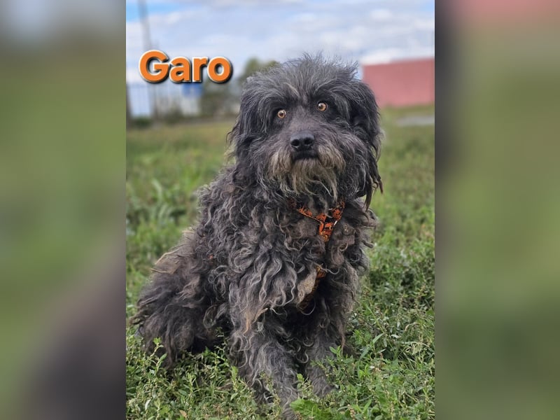 Garo ❤️kleiner Zottel sucht sein Zuhause