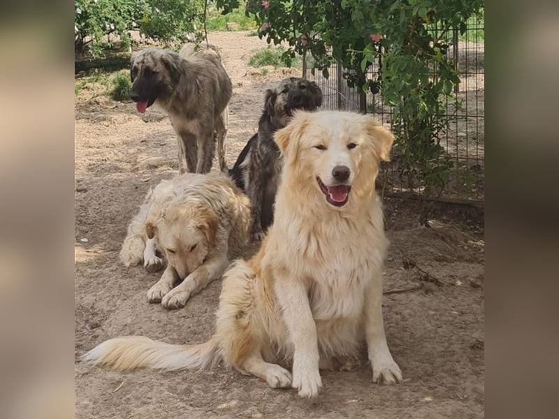 Lino möchte endlich ein zu Hause