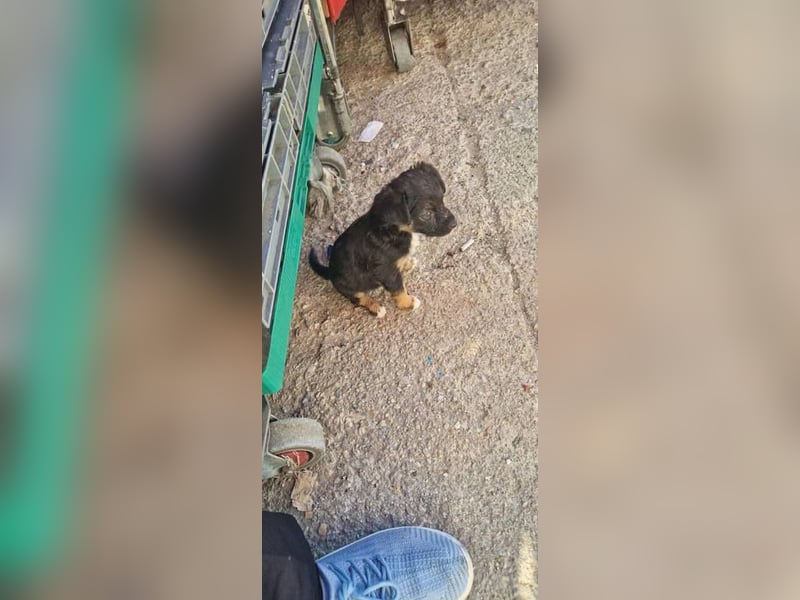 Minnie sucht eine Familie Minnie sucht eine Familie