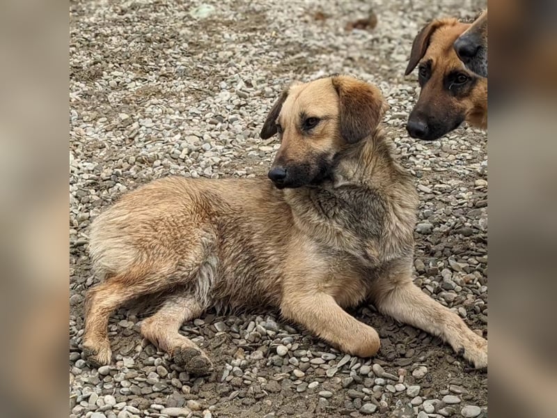 Ajala möchte endlich den Tierheimalltag hinter sich lassen