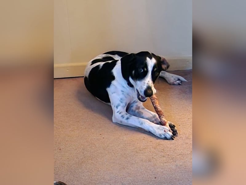 Caidee in 26954 Nordenham sucht neues zu Hause