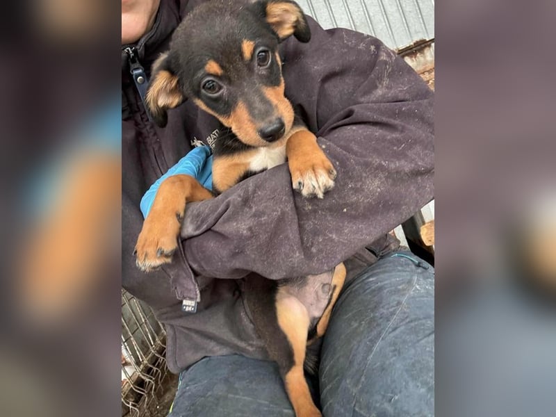 Miko möchte mit dir das Leben kennen lernen Miko möchte mit dir das Leben kennen lernen