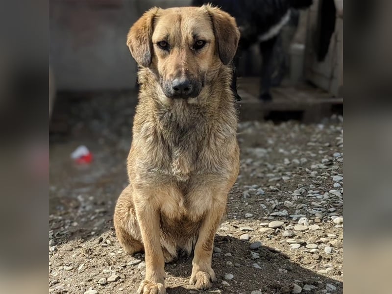 Ajala möchte endlich den Tierheimalltag hinter sich lassen