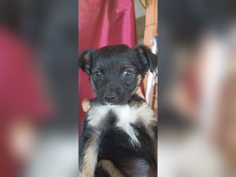 Minnie sucht eine Familie Minnie sucht eine Familie