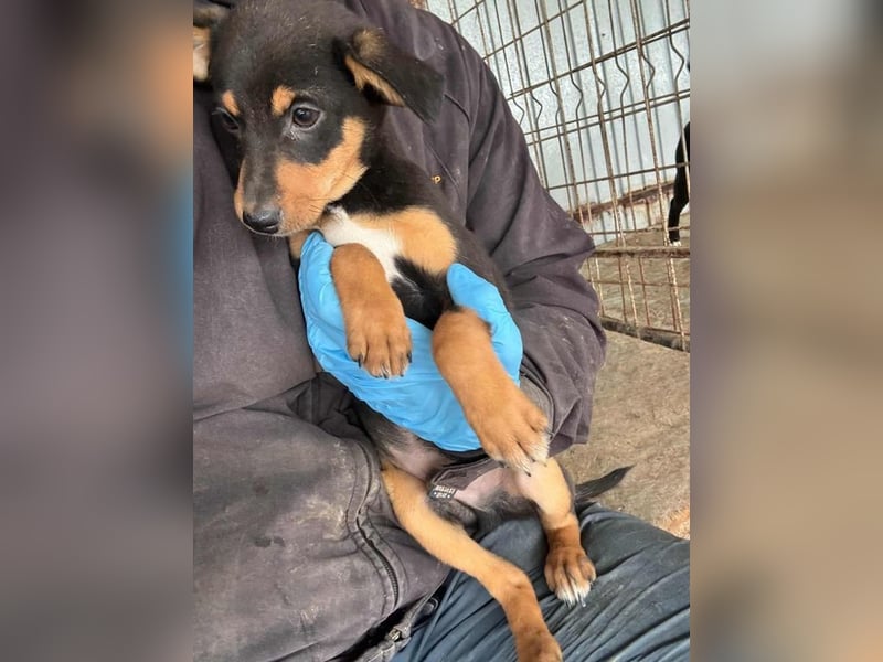 Miko möchte mit dir das Leben kennen lernen Miko möchte mit dir das Leben kennen lernen