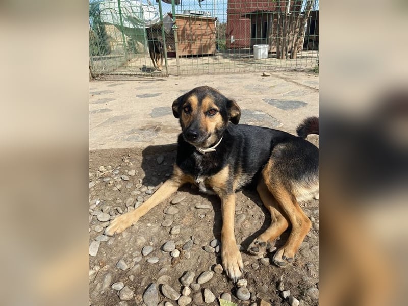 Meine Koffer sind gepackt und ich bin zu jeden Freundlich, ich verstehe nicht das mich keiner möchte Meine Koffer sind gepackt und ich bin zu jeden Freundlich, ich verstehe nicht das mich keiner möchte