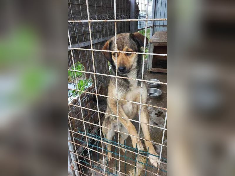 Francis möchte dem Shelter entfliehen